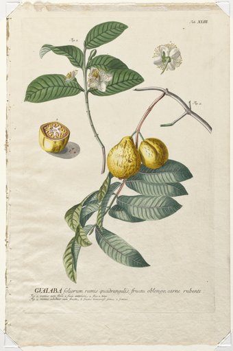 Plantae Selectae: No. 43 - Guaiaba