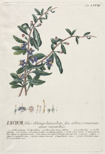 Plantae Selectae: No. 68 - Lycium