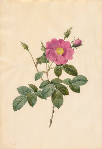 Cabbage Rose (Rosa Centifolia Simplex)