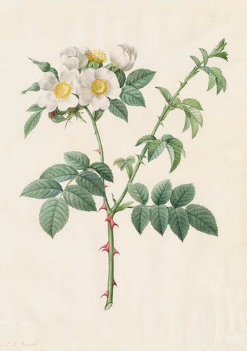 Brier Bush Rose or Dog Rose (Rosa Leucantha)
