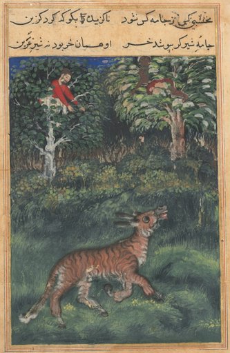 The donkey, in a tiger’s skin, reveals his identity by braying aloud, from a Tuti-nama (Tales of a Parrot): Thirty-first Night