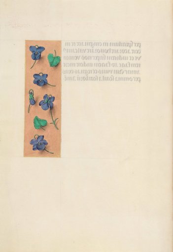 Hours of Queen Isabella the Catholic, Queen of Spain: Fol. 16v, Short Border with Strewn Violets