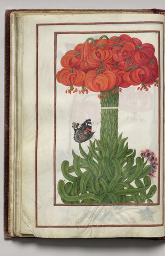 Bouquet of Orange Lilies, Moth, and Caterpillar, folio 19 (verso), from Florilegium (A Book of Flower Studies)
