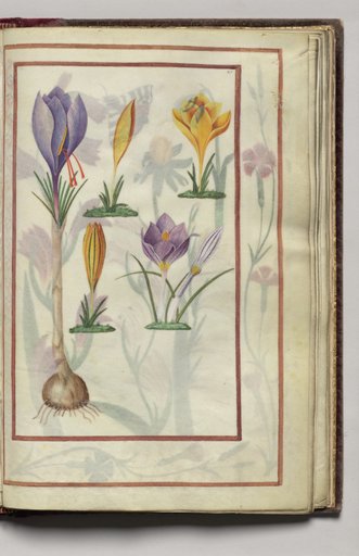 Crocus, folio 34 (recto), from Florilegium (A Book of Flower Studies)