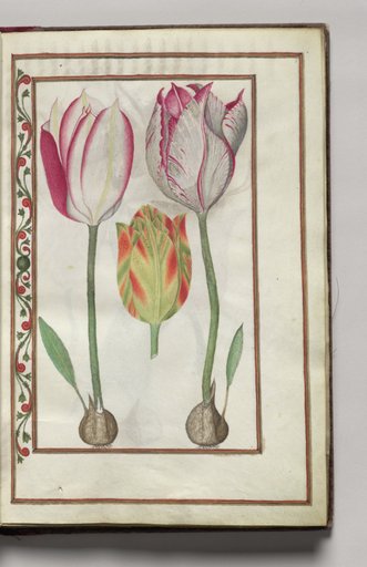 Tulips, folio 2 (recto), from Florilegium (A Book of Flower Studies)