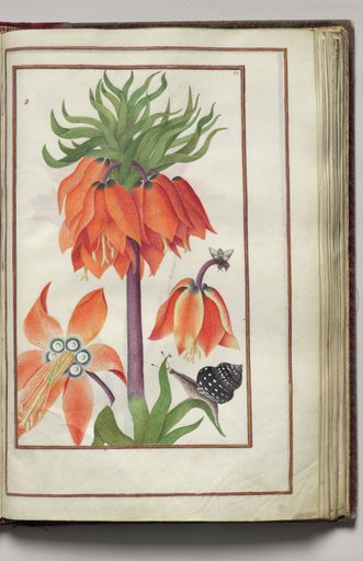 Orange Fritillaria Imperialis (Crown Imperial), Snail, and Bug, folio 20 (recto), from Florilegium (A Book of Flower Studies)