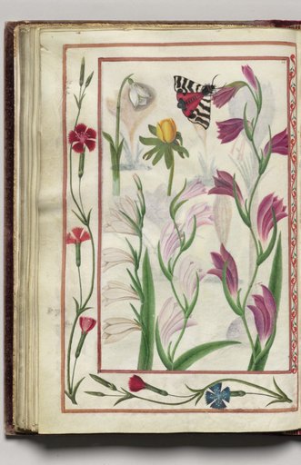 Snow Drop, Winter Aconite, and Moth with Dianthus Border, folio 34 (verso), from Florilegium (A Book of Flower Studies)