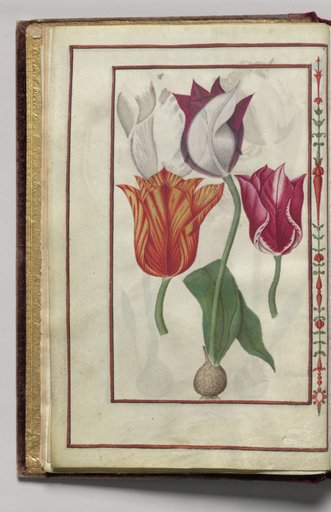 Tulips, folio 2 (verso), from Florilegium (A Book of Flower Studies)