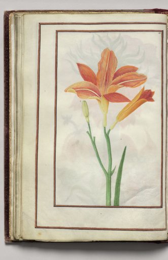 Day Lily, folio 20 (verso), from Florilegium (A Book of Flower Studies)