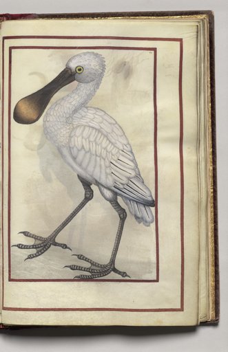 White Bird, folio 35 (recto), from Florilegium (A Book of Flower Studies)