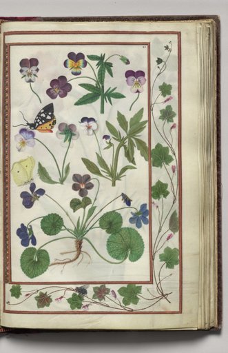 Violas with Leaf and Fly Border, folio 21 (recto), from Florilegium (A Book of Flower Studies)
