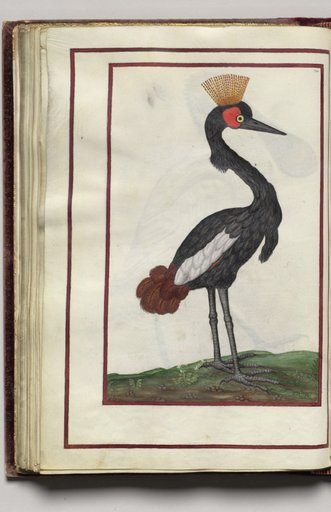 Black Bird with Crown, folio 35 (verso), from Florilegium (A Book of Flower Studies)