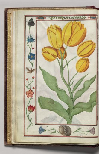 Yellow Tulips with Blue Columbine, Glory, Bird, and Butterfly Border, folio 3 (verso), from Florilegium (A Book of Flower Studies)