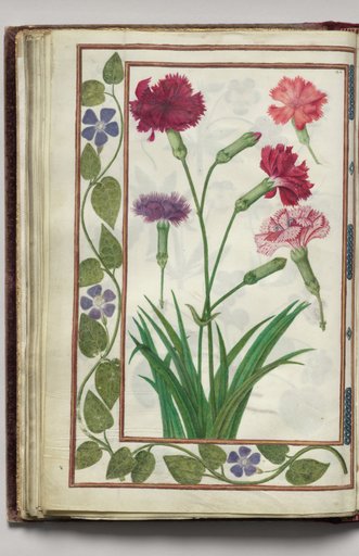 Dianthus with Periwinkle Border, folio 21 (verso), from Florilegium (A Book of Flower Studies)