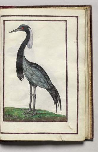 Heron, folio 36 (recto), from Florilegium (A Book of Flower Studies)