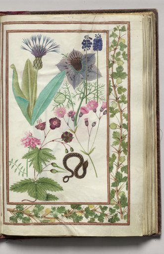 Blue Cynthia, Nigella, Gray Pyensin, Cranesbill, and Snake with Gooseberry Border, folio 22 (recto), from Florilegium (A Book of Flower Studies)