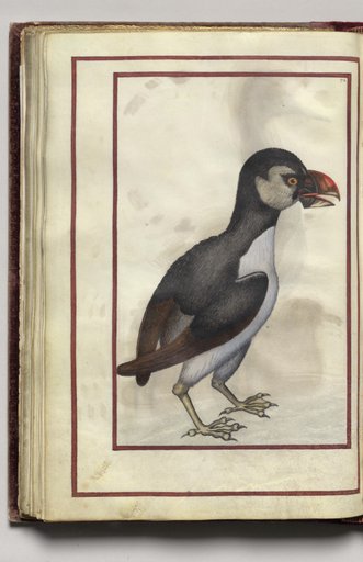 Brown and Gray Bird, folio 36 (verso), from Florilegium (A Book of Flower Studies)