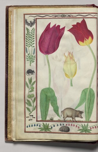 Tulips and Boar with Bat, Snake, Rat, and Ants Border, folio 4 (verso), from Florilegium (A Book of Flower Studies)