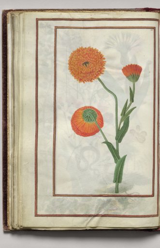 Orange Caligula, folio 22 (verso), from Florilegium (A Book of Flower Studies)