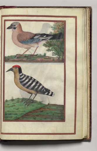 Woodpeckers, folio 37 (recto), from Florilegium (A Book of Flower Studies)