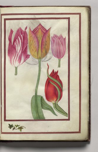Tulips, folio 5 (recto), from Florilegium (A Book of Flower Studies)