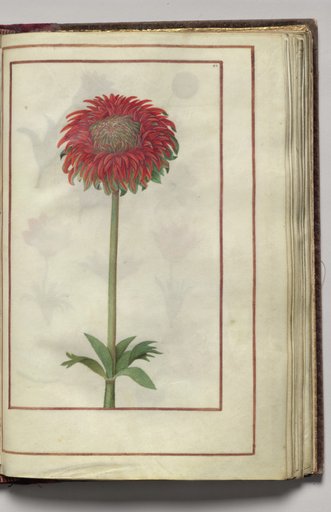Dahlia?, folio 23 (recto), from Florilegium (A Book of Flower Studies)