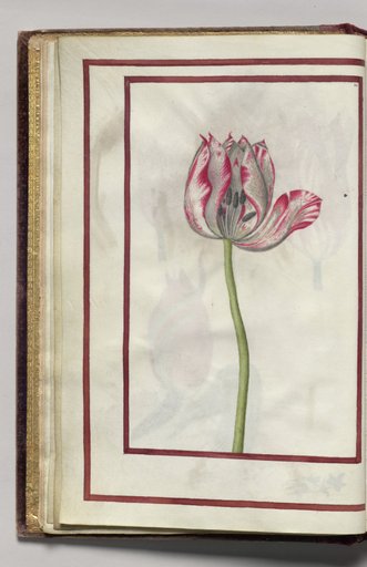 Tulip Section, folio 5 (verso), from Florilegium (A Book of Flower Studies)