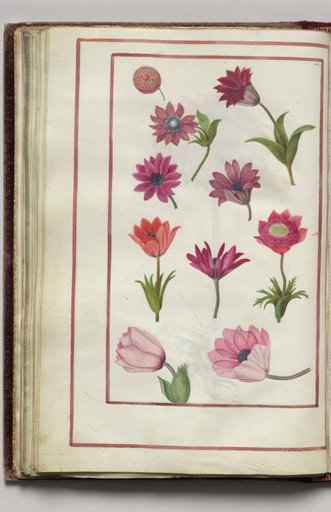 Red and Pink Anemones, folio 23 (verso), from Florilegium (A Book of Flower Studies)