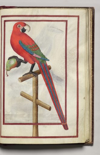 Parrot with a Pear, folio 38 (recto), from Florilegium (A Book of Flower Studies)