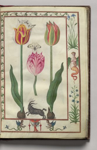 Tulips, Moth, and Goat with Hybrid Creature Border, folio 7 (recto), from Florilegium (A Book of Flower Studies)
