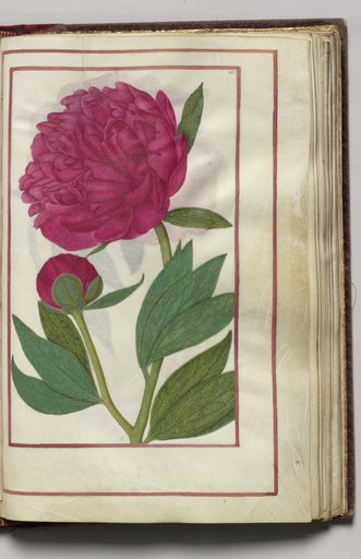 Red Peony, folio 24 (recto), from Florilegium (A Book of Flower Studies)