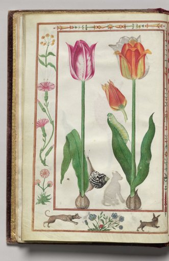 Tulips and Snail with Dog and Hare Border, folio 7 (verso), from Florilegium (A Book of Flower Studies)