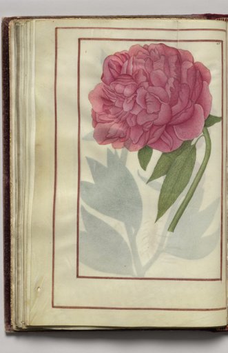 Pink Peony, folio 24 (verso), from Florilegium (A Book of Flower Studies)