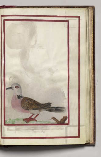 Pink Breasted Bird, folio 39 (recto), from Florilegium (A Book of Flower Studies)