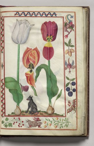 Tulips, Snail, and Dog with Hybrid Creature Border, folio 8 (recto), from Florilegium (A Book of Flower Studies)