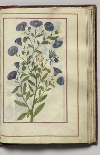 Blue Aster, folio 25 (recto), from Florilegium (A Book of Flower Studies)