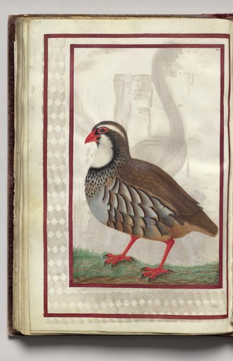 Partridge, folio 40 (verso), from Florilegium (A Book of Flower Studies)
