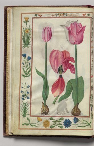 Tulips with Floral Border, folio 8 (verso), from Florilegium (A Book of Flower Studies)