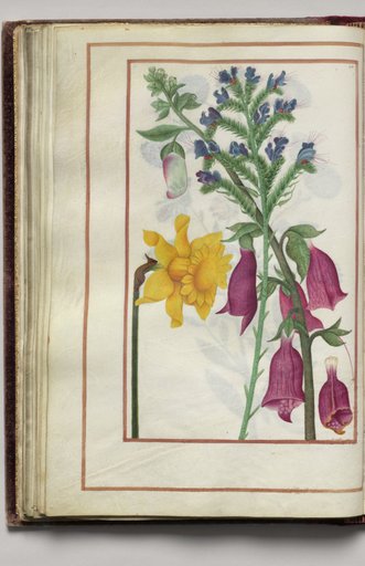 Yellow Narcissus, Blue Bugloss, and Foxglove, folio 25 (verso), from Florilegium (A Book of Flower Studies)