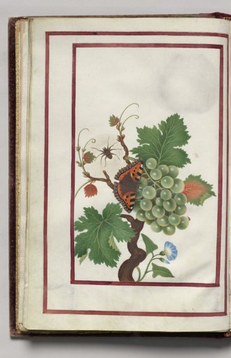 Morning Glory, Cluster of Grapes, and Spider, folio 10 (verso), from Florilegium (A Book of Flower Studies)