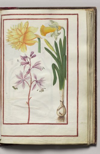 Double Narcissus and Single Narcissus, folio 26 (recto), from Florilegium (A Book of Flower Studies)
