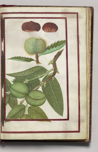Chestnuts with Nut Tree, folio 43 (recto), from Florilegium (A Book of Flower Studies)