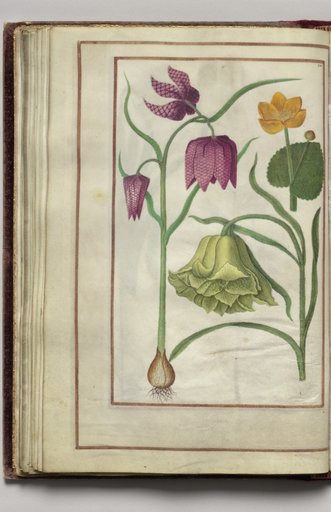 Fritillaria Meleagris and Ranunculus, folio 26 (verso), from Florilegium (A Book of Flower Studies)