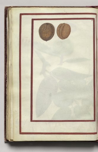 English Walnuts, folio 43 (verso), from Florilegium (A Book of Flower Studies)