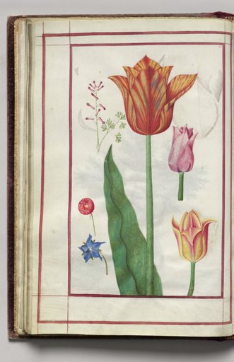 Tulip, Pink Dicentra, English Daisy (Bellif), and Borage, folio 13 (verso), from Florilegium (A Book of Flower Studies)