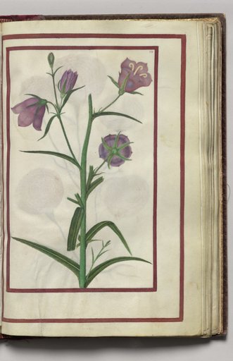 Campanula, folio 27 (recto), from Florilegium (A Book of Flower Studies)