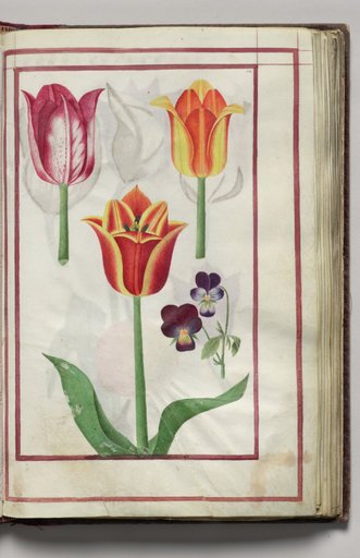 Tulips and Violets, folio 14 (recto), from Florilegium (A Book of Flower Studies)