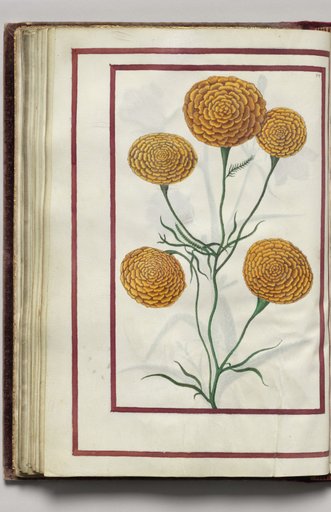 Campanula, folio 27 (verso), from Florilegium (A Book of Flower Studies)