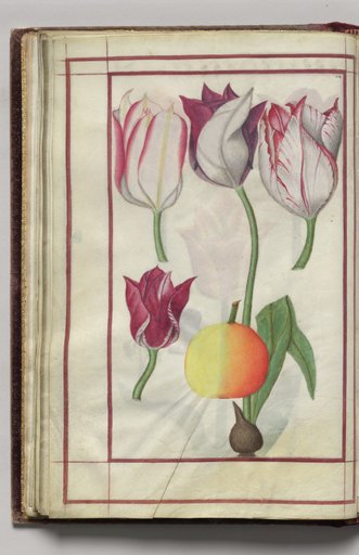Tulips and Fruit, folio 14 (verso), from Florilegium (A Book of Flower Studies)