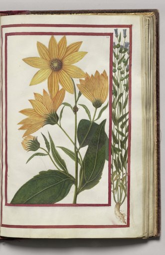 Helianthus with Blue Flower Border, folio 28 (recto), from Florilegium (A Book of Flower Studies)